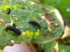 Dockbeetle_lava_2_