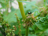 Dockbeetle_away