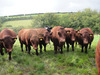 Steers_to_market_2010