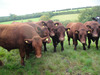 steers for market 2010