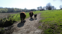 Boy joins his cows Boy joins his cows