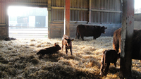calving in the barn calving in the barn