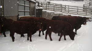 Cows in snowy yard
