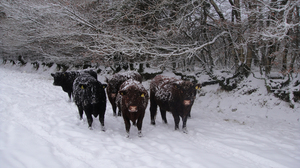 Steers in the snow