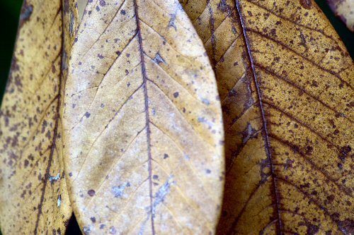 dead leaves