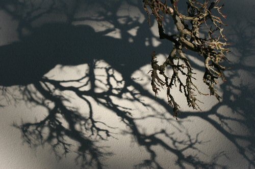 shadows