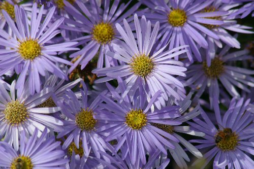 spaetsommerblumen