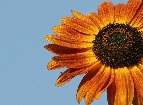 sunflower in the wind