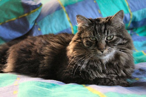 Cat in the Bed
