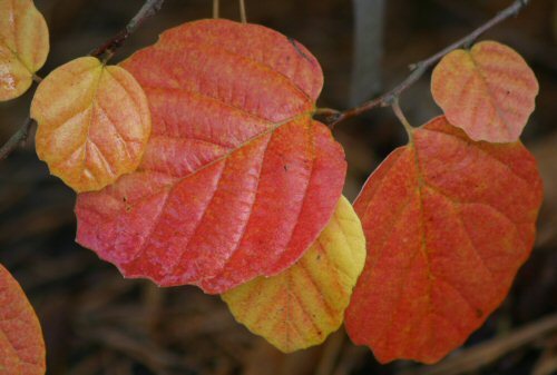 turning colors
