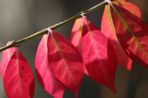 more red leaves
