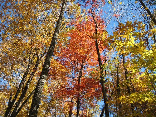 pretty pretty leaves