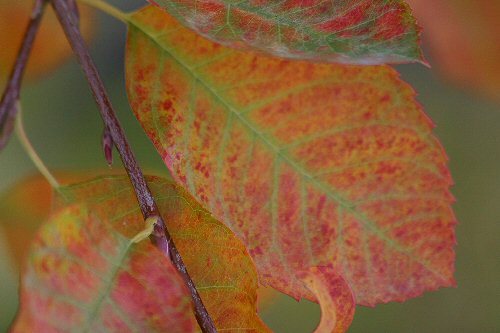 last of the leaves
