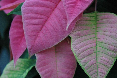 pinky