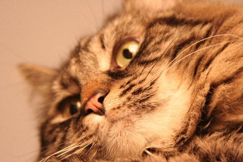 sweet sedgwick
