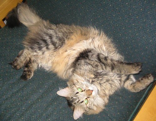 Sidney is Pretzel-boy