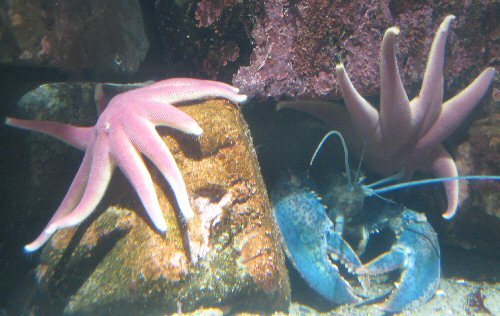 blue lobster