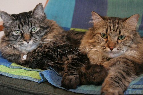 A pile of kitties