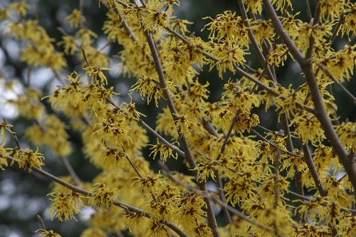 witch hazel