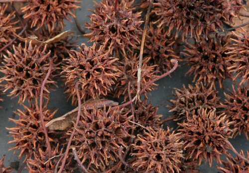 prickles
