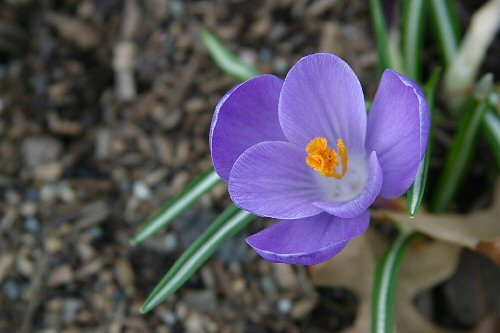 the first crocus in the neighbor's yard