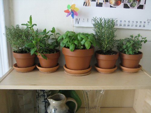 herbs and pinwheels