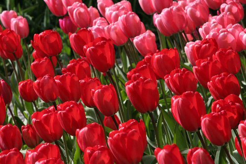 tulip explosion