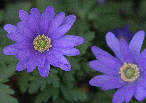 aude blue (that'd be periwinkle)