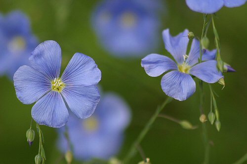delicate flower