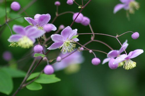 delicate 