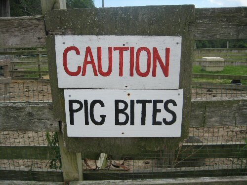 Swine