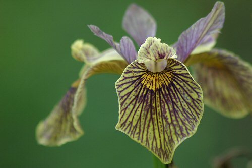 yellow iris