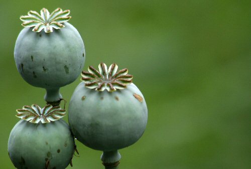 Ready for bursting
