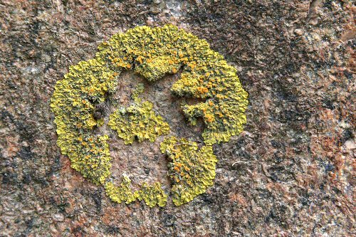 Lichen on Granite