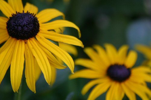 Black Eyed Susan