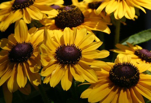 black-eyed susan season