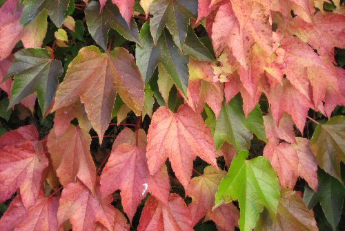 Last Days of Autumn
