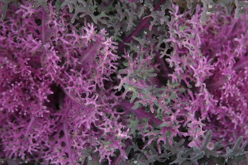 funky curly cabbage plant
