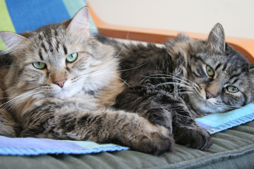 Sleeping kittens in a pile