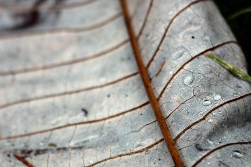 perpetual leaf
