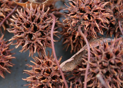 Sort of Pine Cones
