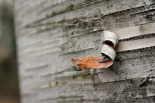 birch curls