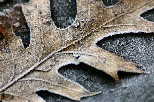 frosty dead leaves on the sidewalk