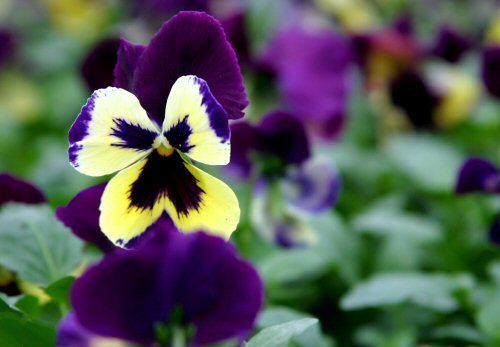 You pansy!