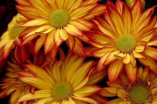 Sunshine on an otherwise dreary day