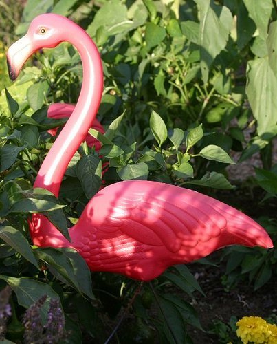pink flamingo