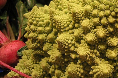 fractals in nature