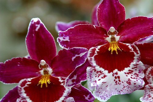 Orchideus