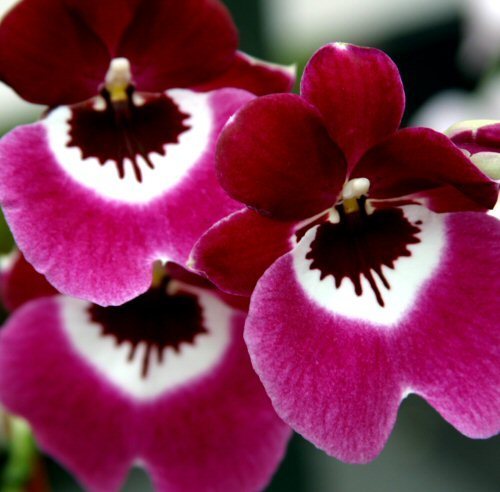 orchid, part deux