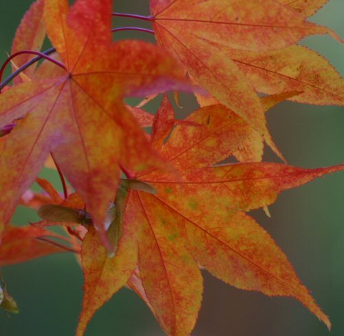 last autumn leaves
